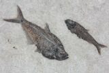 Wide Green River Fossil Fish Mural - Authentic Fossils #104584-5